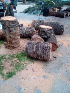 Retirada de una palmera caída en la Gran Vía Fernando el Católico